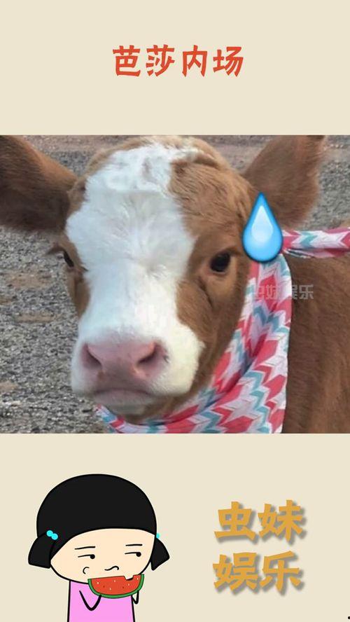 抖音娱乐吃瓜,揭秘娱乐圈幕后故事